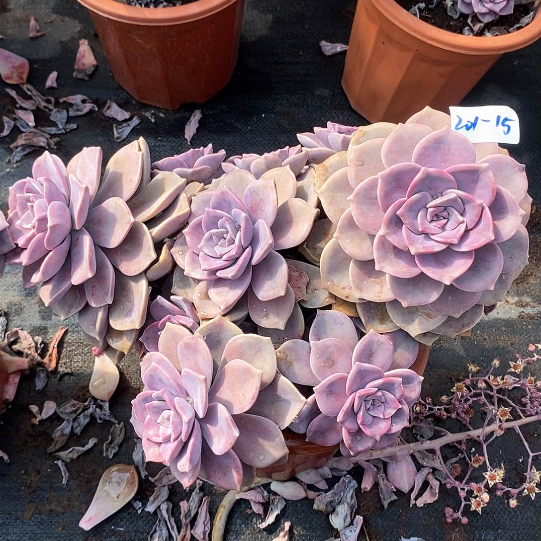 ?***哒多肉植物紫乐201-15