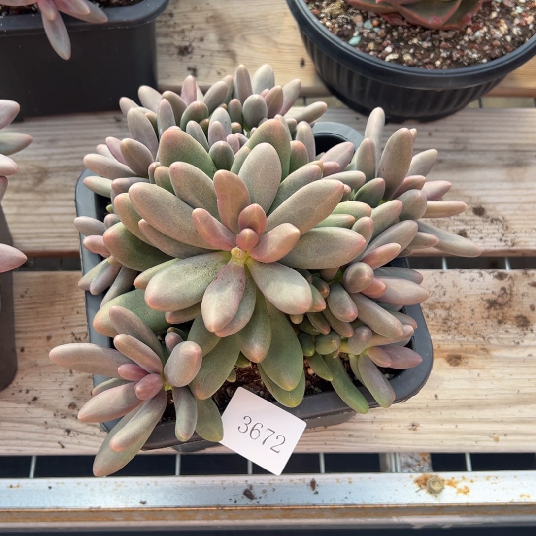 爱****@3672肉肉肉肉肉肉