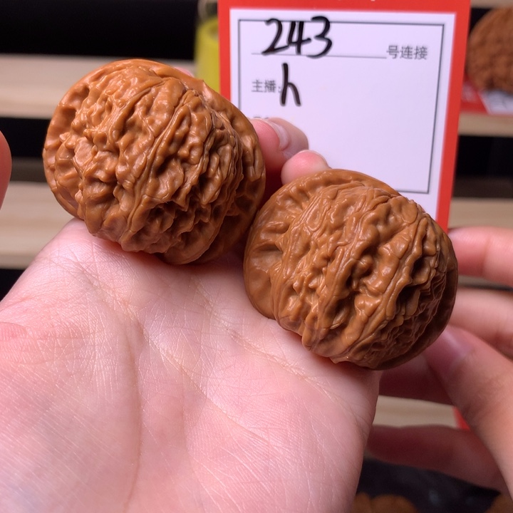 核桃41白狮子243号