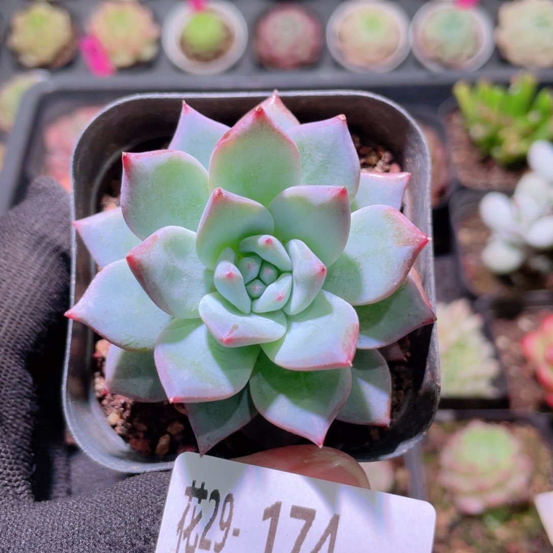 花利美29-174粉蓝鸟