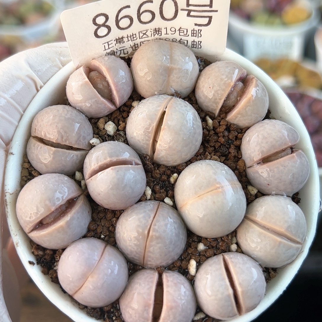 好养易活生石花大母本8660