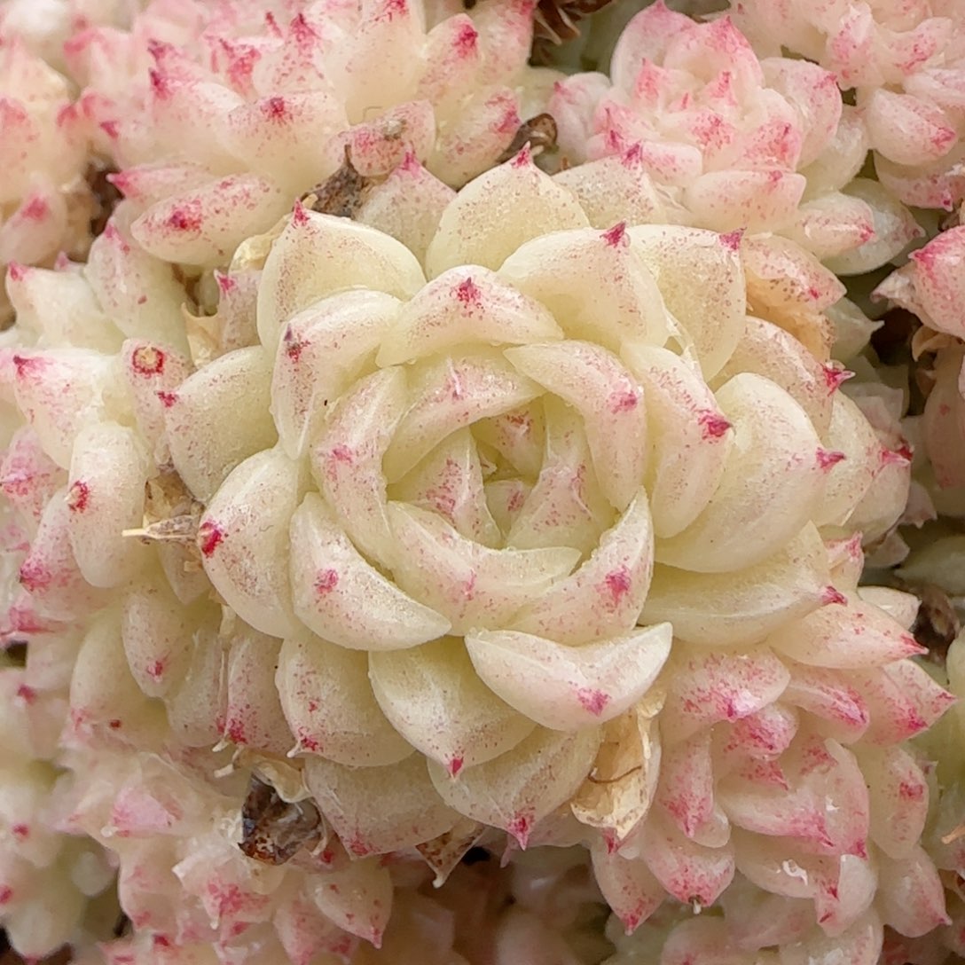 i**”【闪购商品】0216-84珠光优选麦杆