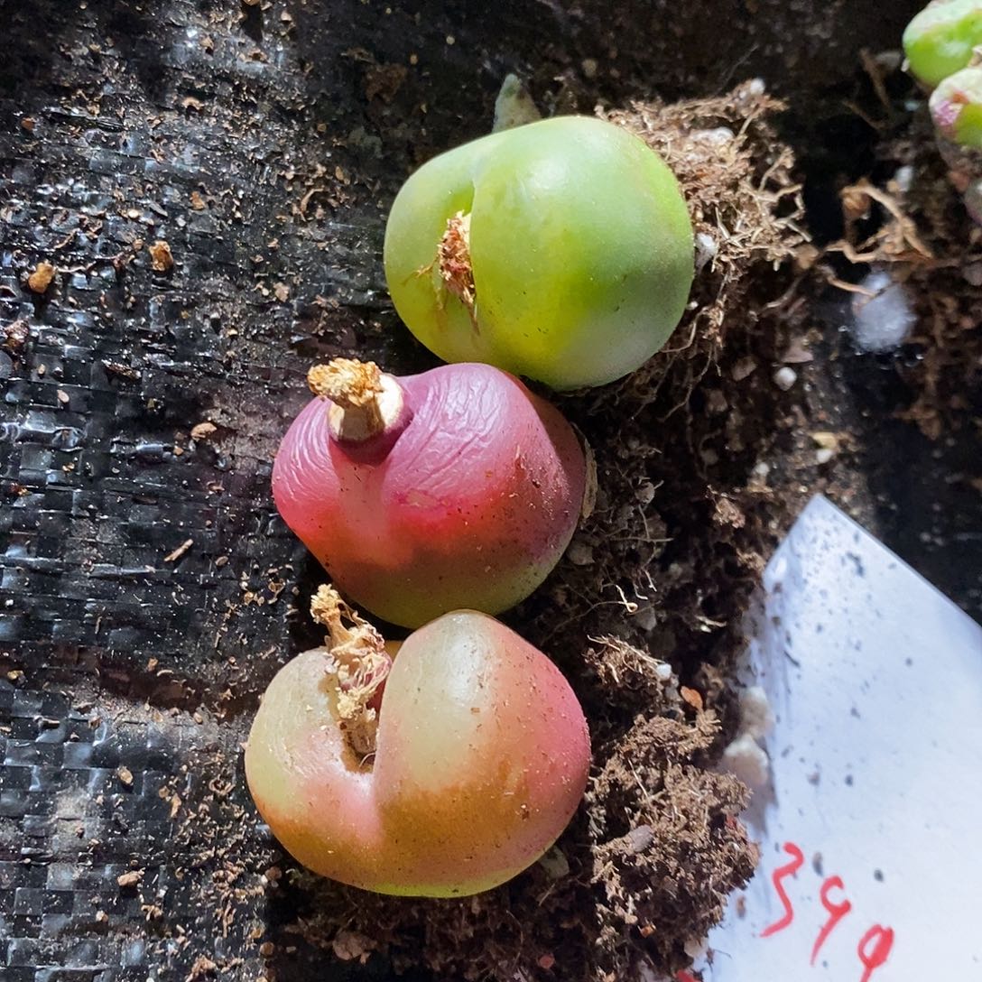 25399。     一组。一组瑕疵大毛。 