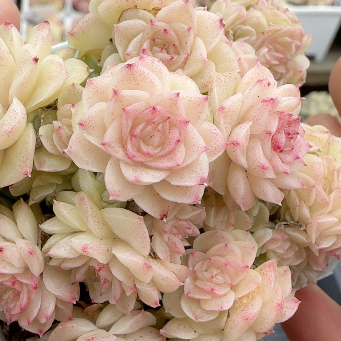 【闪购商品】0224-87花朵优选麦杆