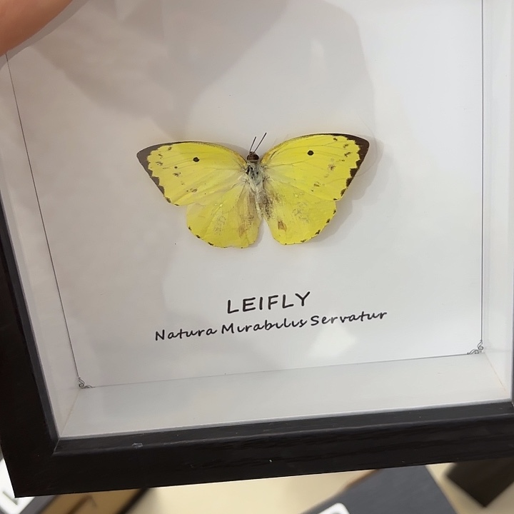 大***贝蝴蝶标本定制297@