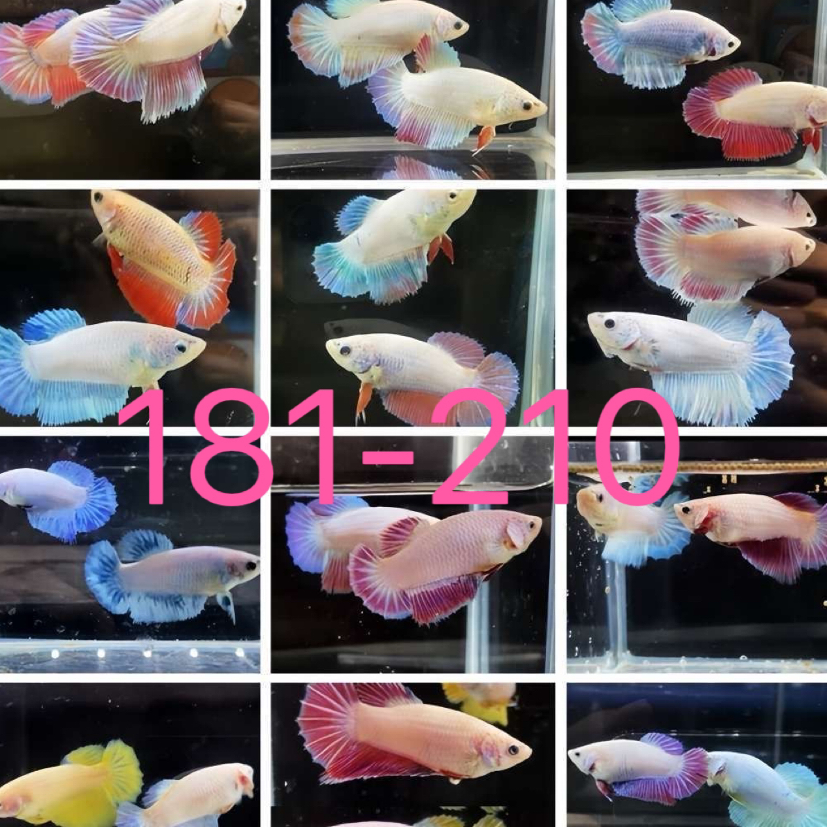 181-210斗鱼母鱼抱卵可繁殖可群养耐活仙女小型热带观赏活鱼