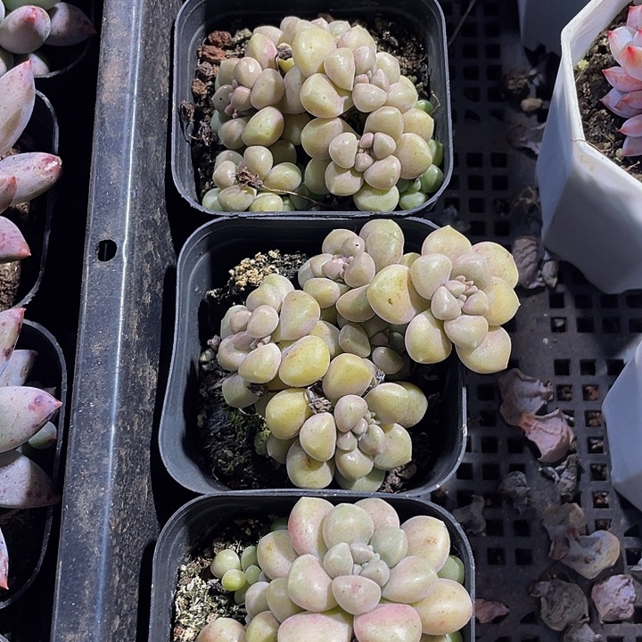 碗也姬秋丽带盆土发