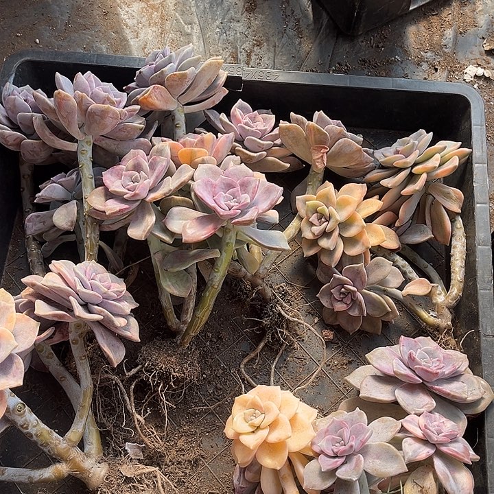 千***丝紫乐34号多肉植物处理