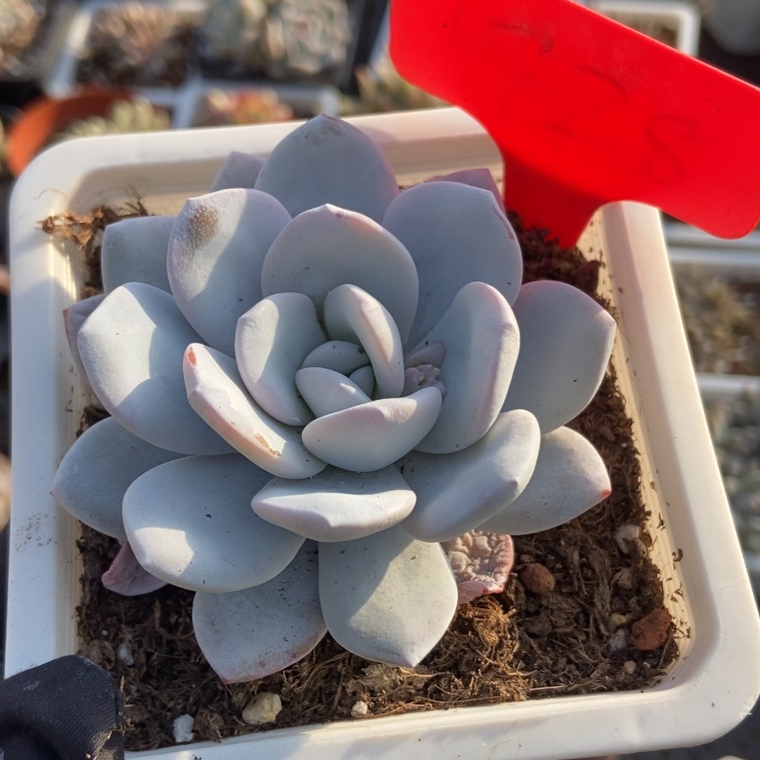 1728雪莲多肉植物保护