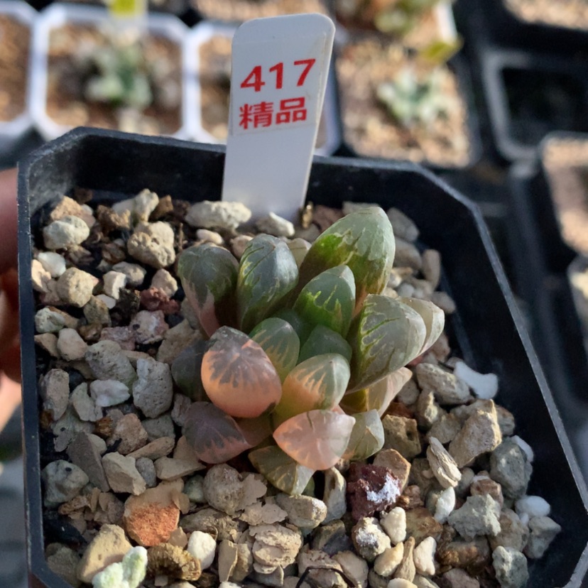 【闪购商品】417玉露