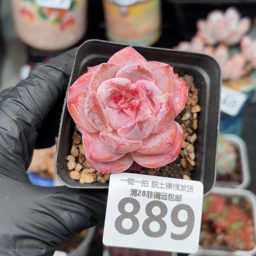 黛玉单头无盆土发货