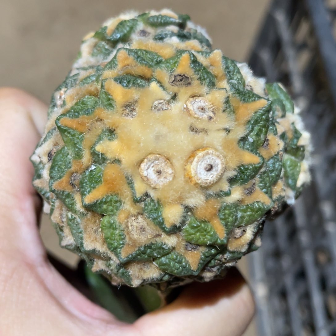 仙人球开花 939 仙人球