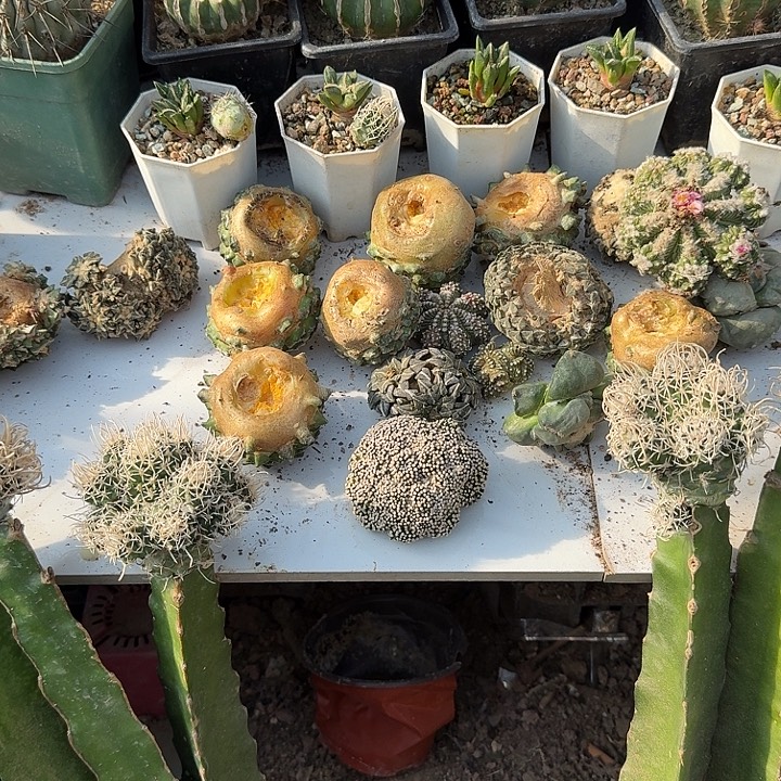 弗***德嘉文丸子落地生根