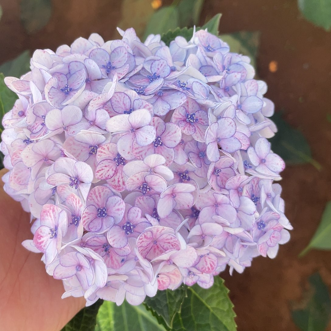 绣球切花一物一拍3枝起包邮，59