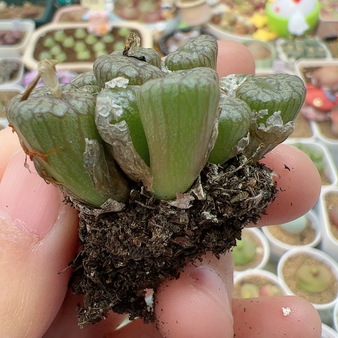 【闪购商品】69 秒