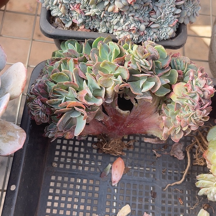 左***边两单包邮，一物一拍微瑕