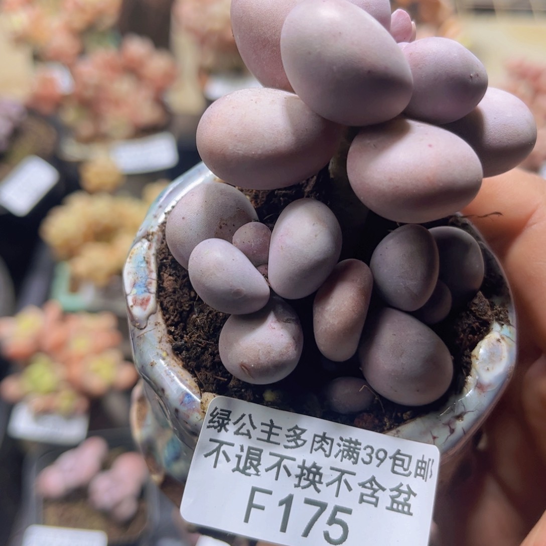 175三头芭比奶6c m