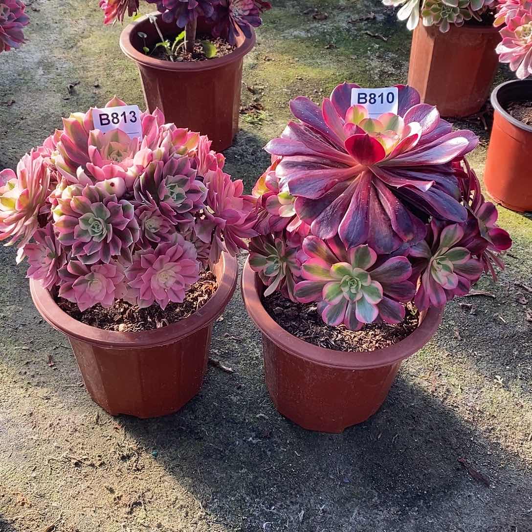 H*Q美杜莎810女巫813