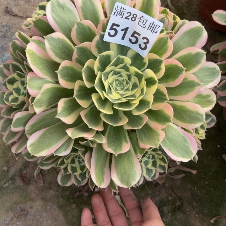 5153白凤多肉植物