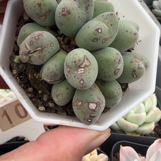 135口笛一物一拍多肉