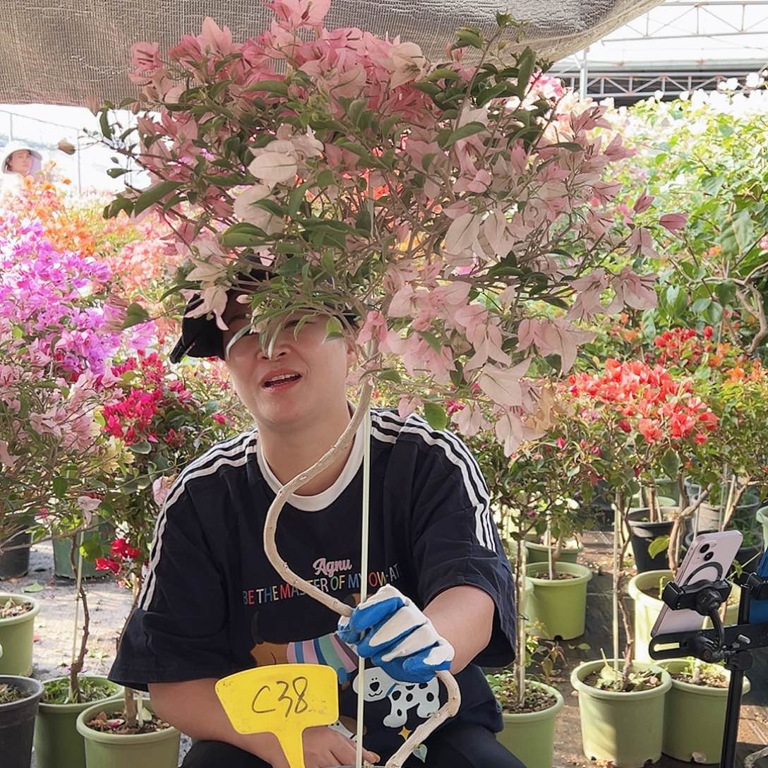 花****大部分花苞少量开放C38婆罗洲樱花
