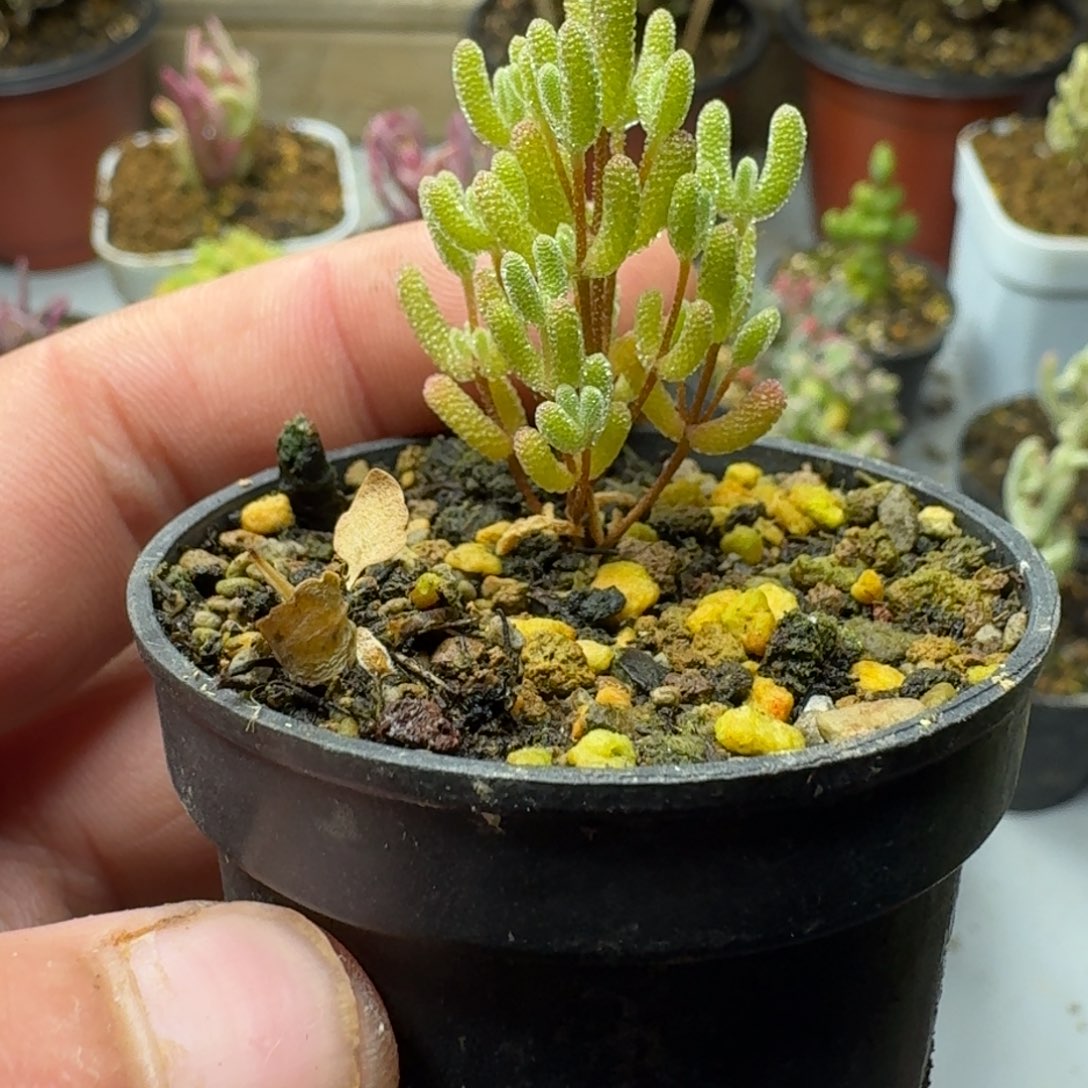 我**恒多肉植物冰米 枝干