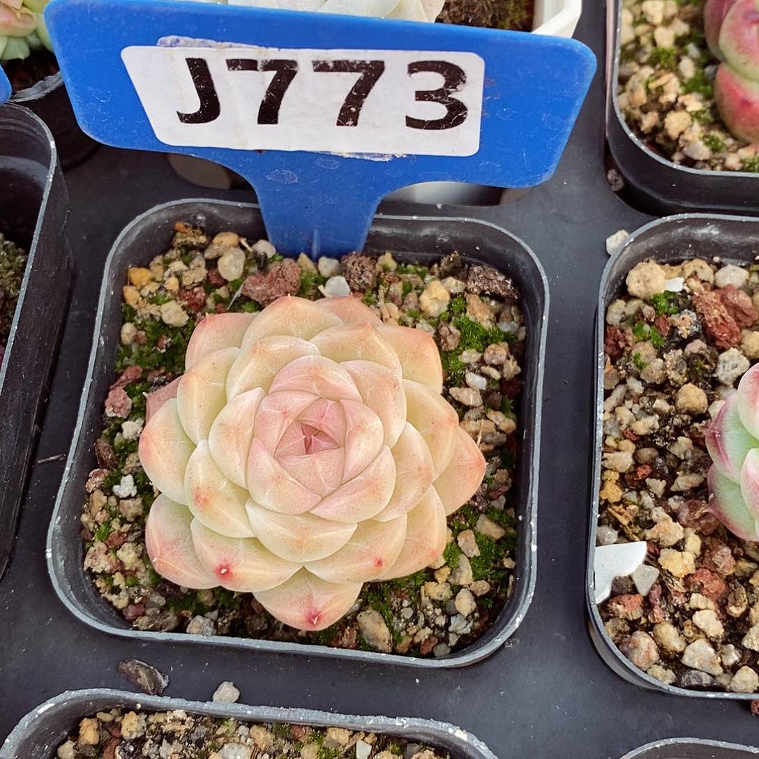 福利4-6cm多肉植物