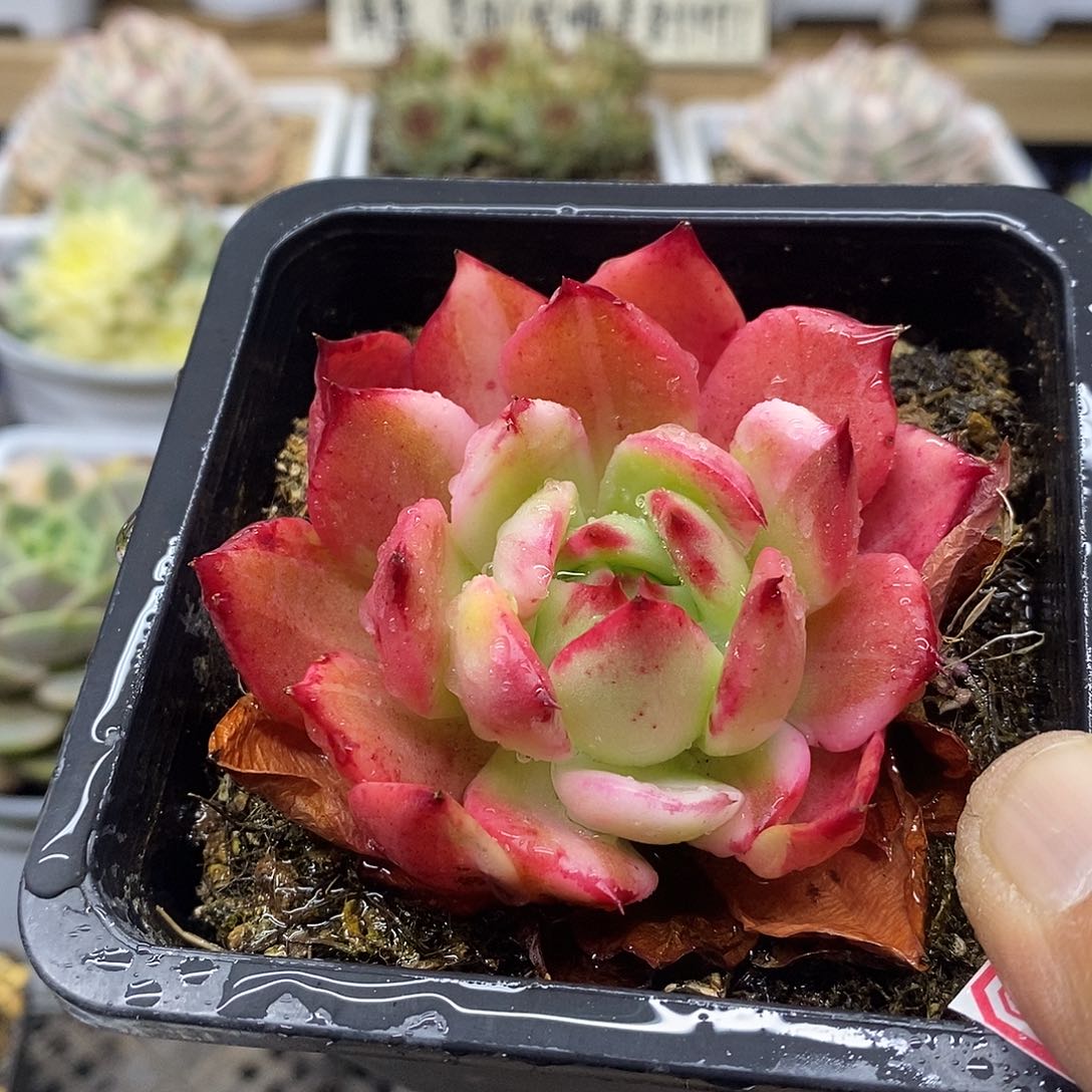 12114 弗朗明戈锦