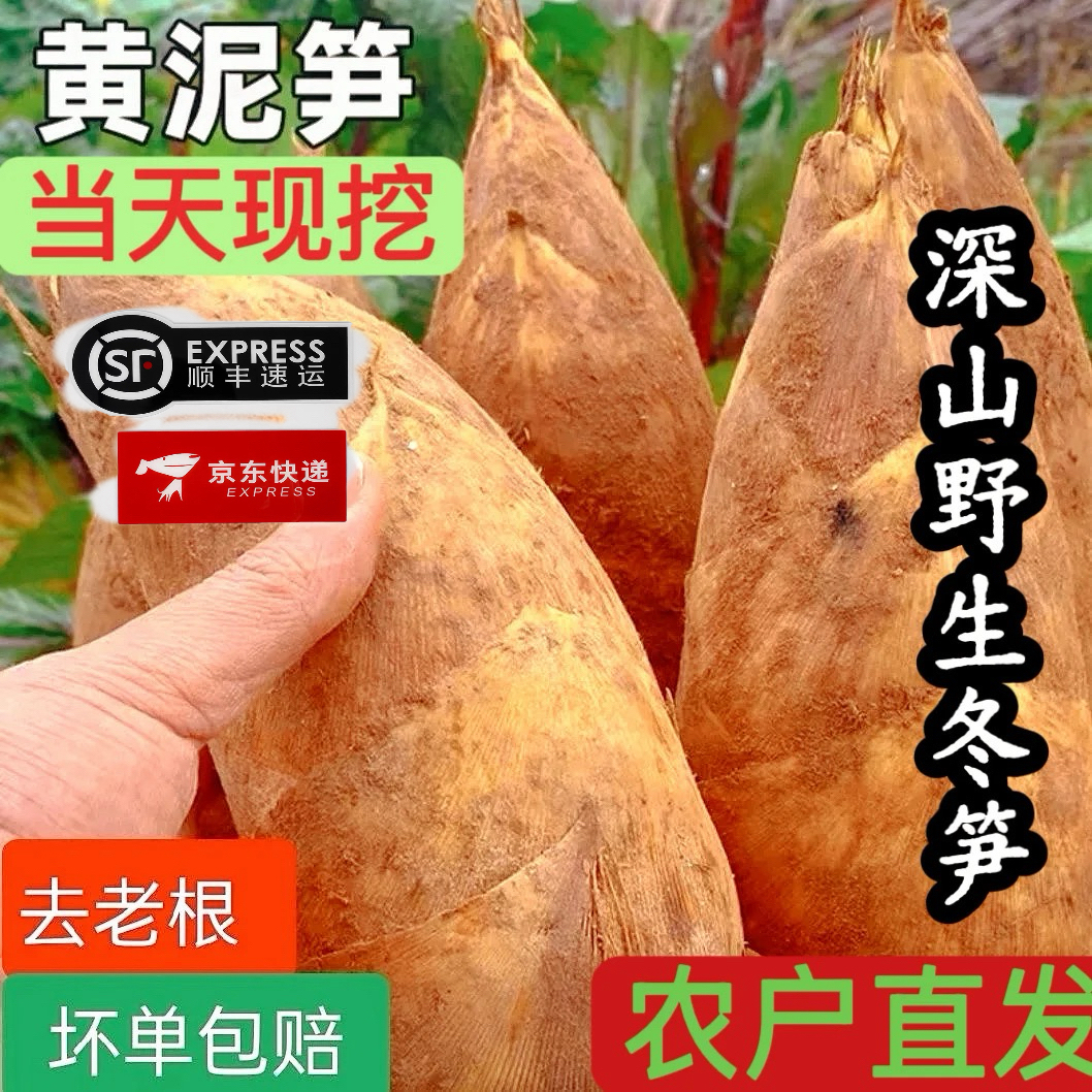 【送货上门】建瓯新鲜黄泥毛竹笋冬笋当季野生现挖肉厚脆嫩直达