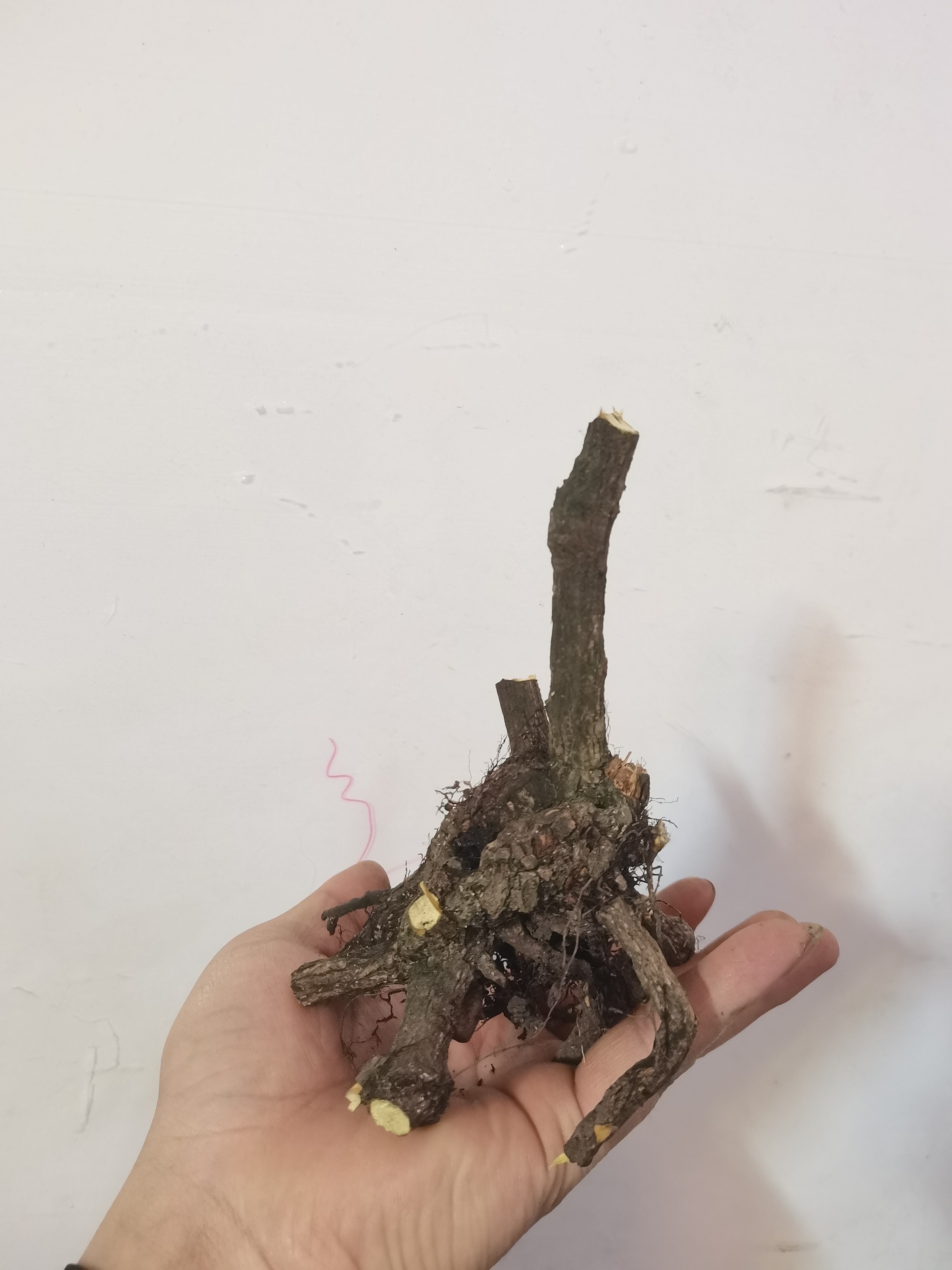 一物一拍南天竹盆景素材