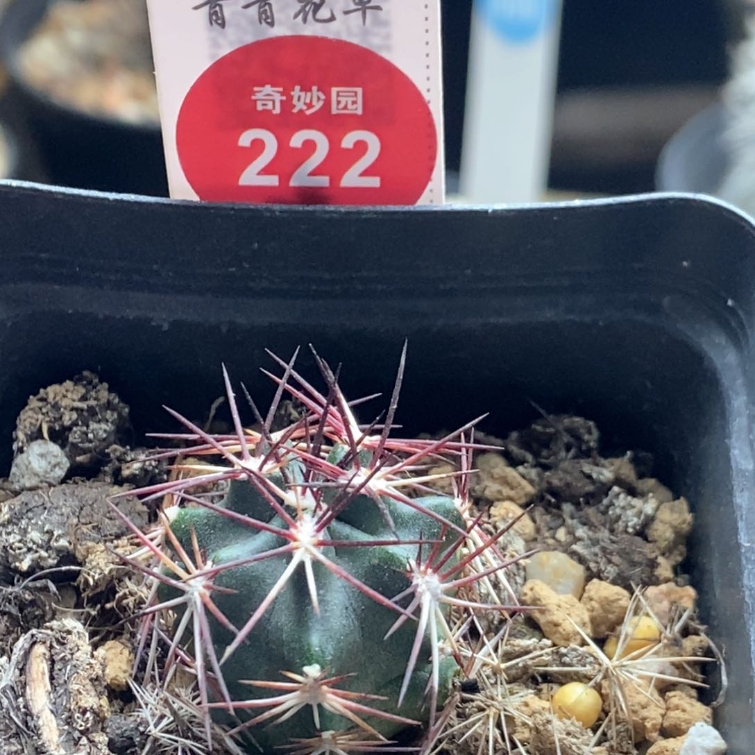 实生狂刺达氏青花虾2.4cm