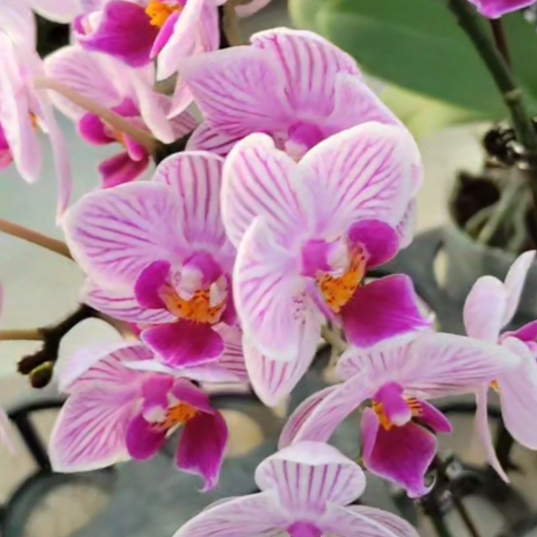 进口洋兰（爱丽丝）2年以上大苗室内盆栽蝴蝶兰办公室兰花