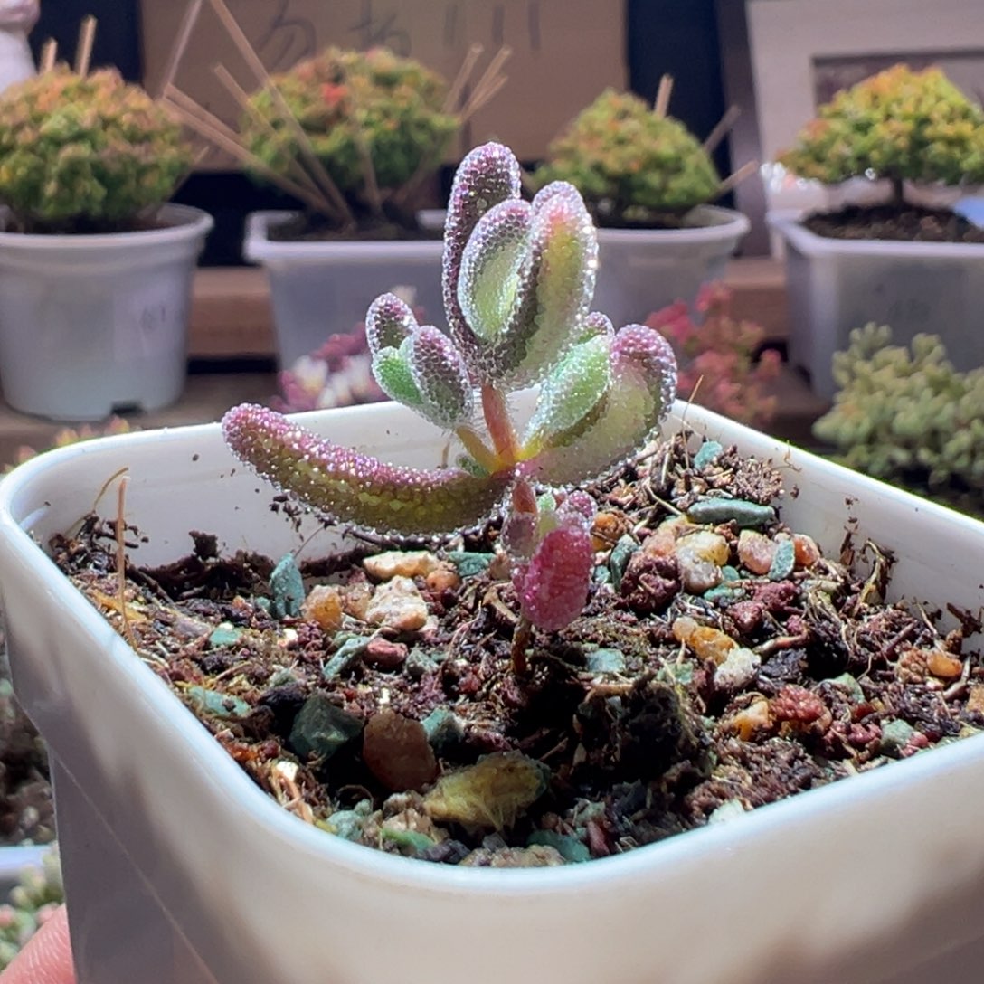 235钻石锦一物一拍包开箱