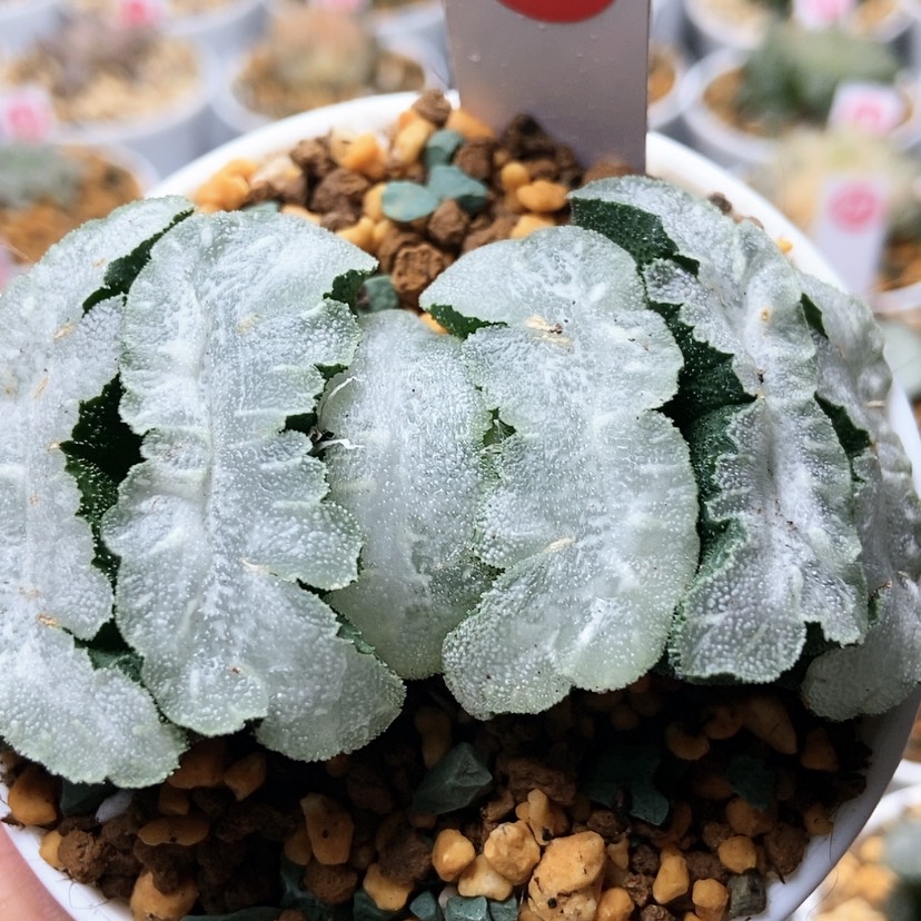 【闪购商品】猛犸130