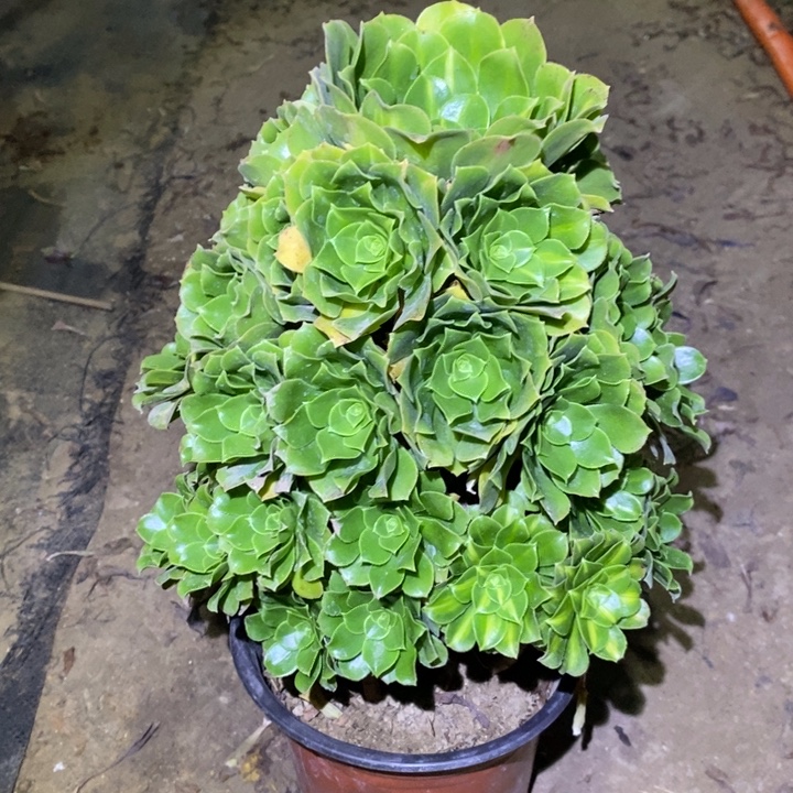 绿羊绒16多肉植物包邮