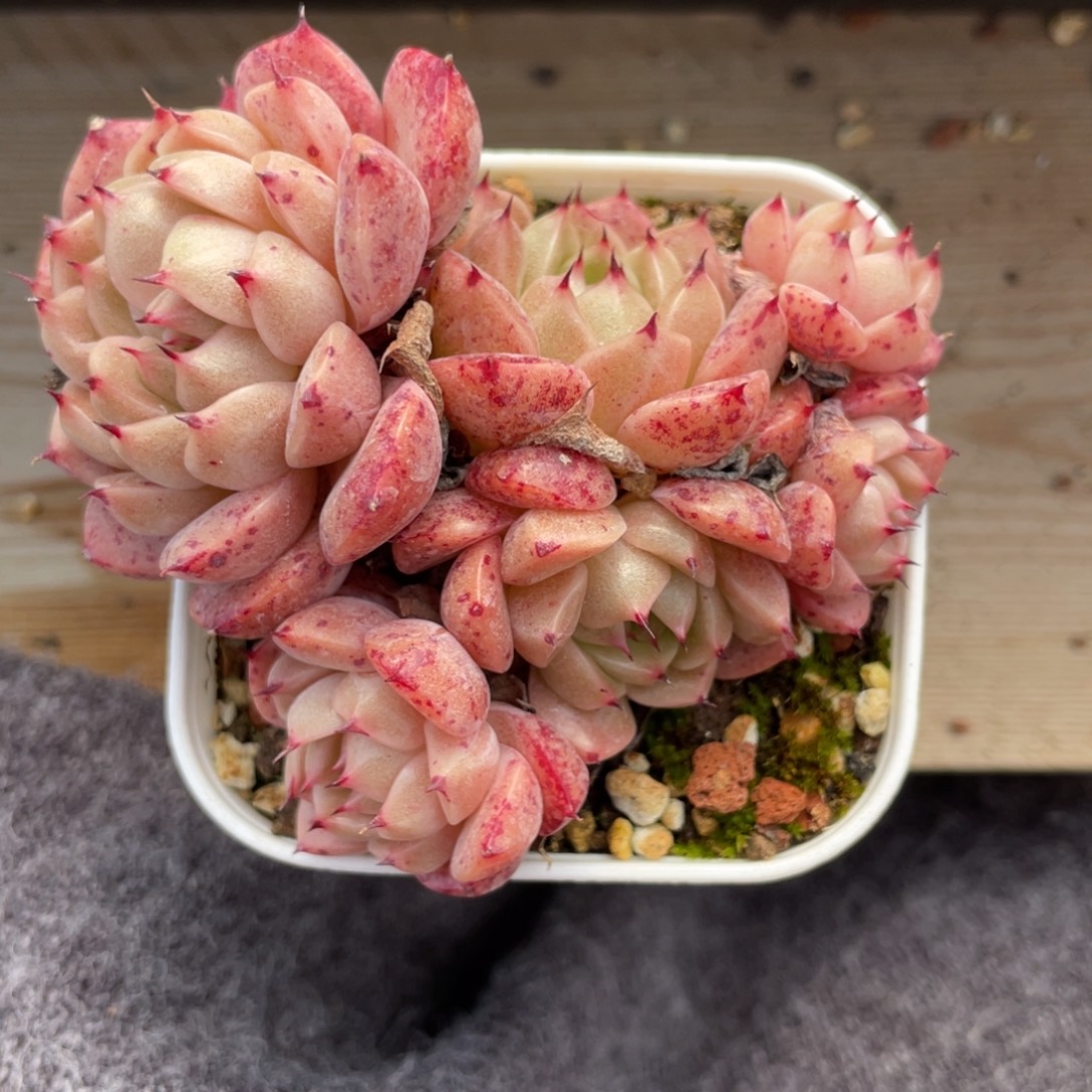 Z优选麦杆多肉福利1002