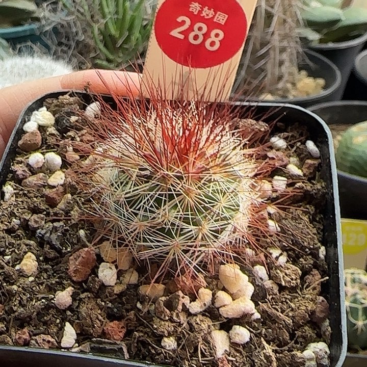 实生狂刺马库斯一棵3687