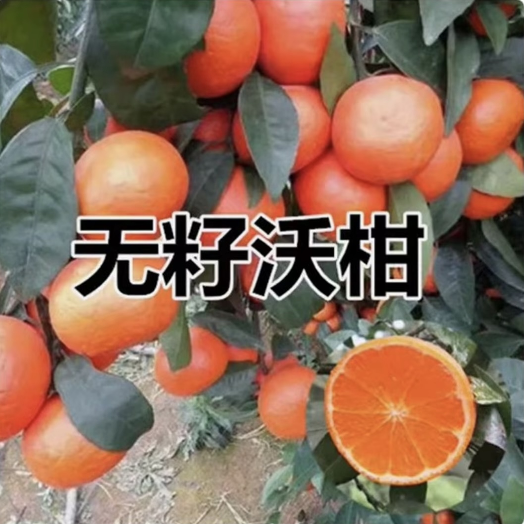 正宗沃柑 果树苗 南方北方 可种可地栽盆栽耐寒【当年结果】