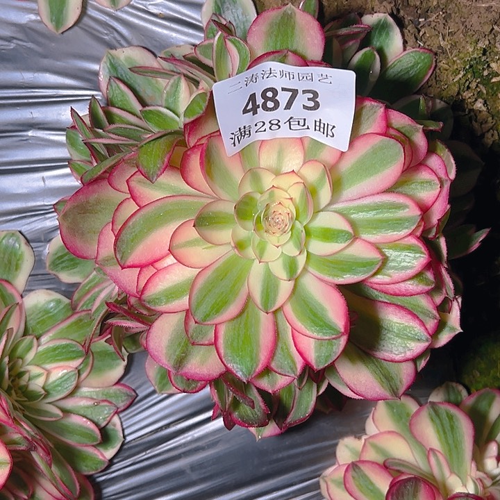 4873倾城多肉植物2号