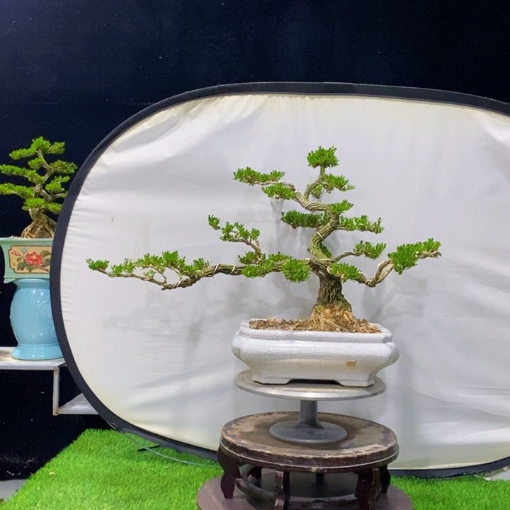 无花朵长*广东皱皮