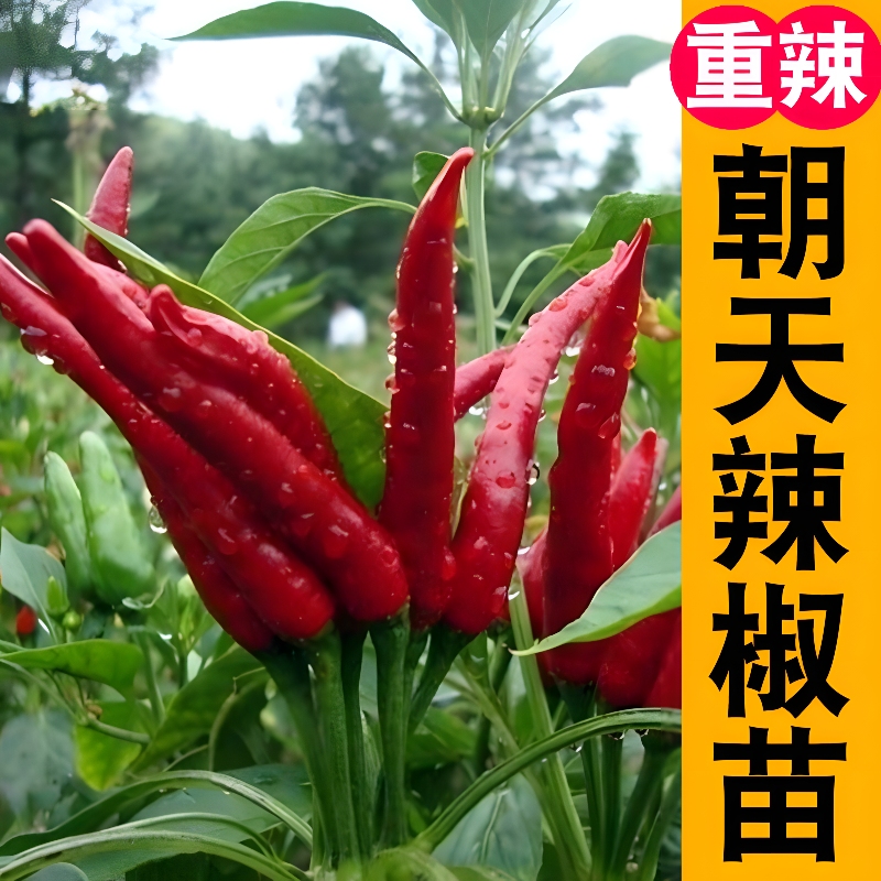 烈火朝天椒苗超辣高产易种植四季种植干鲜两用庭院种植阳台盆栽