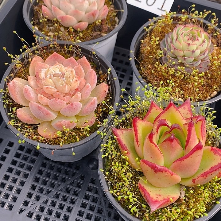 101 多肉植物盆栽花卉植物