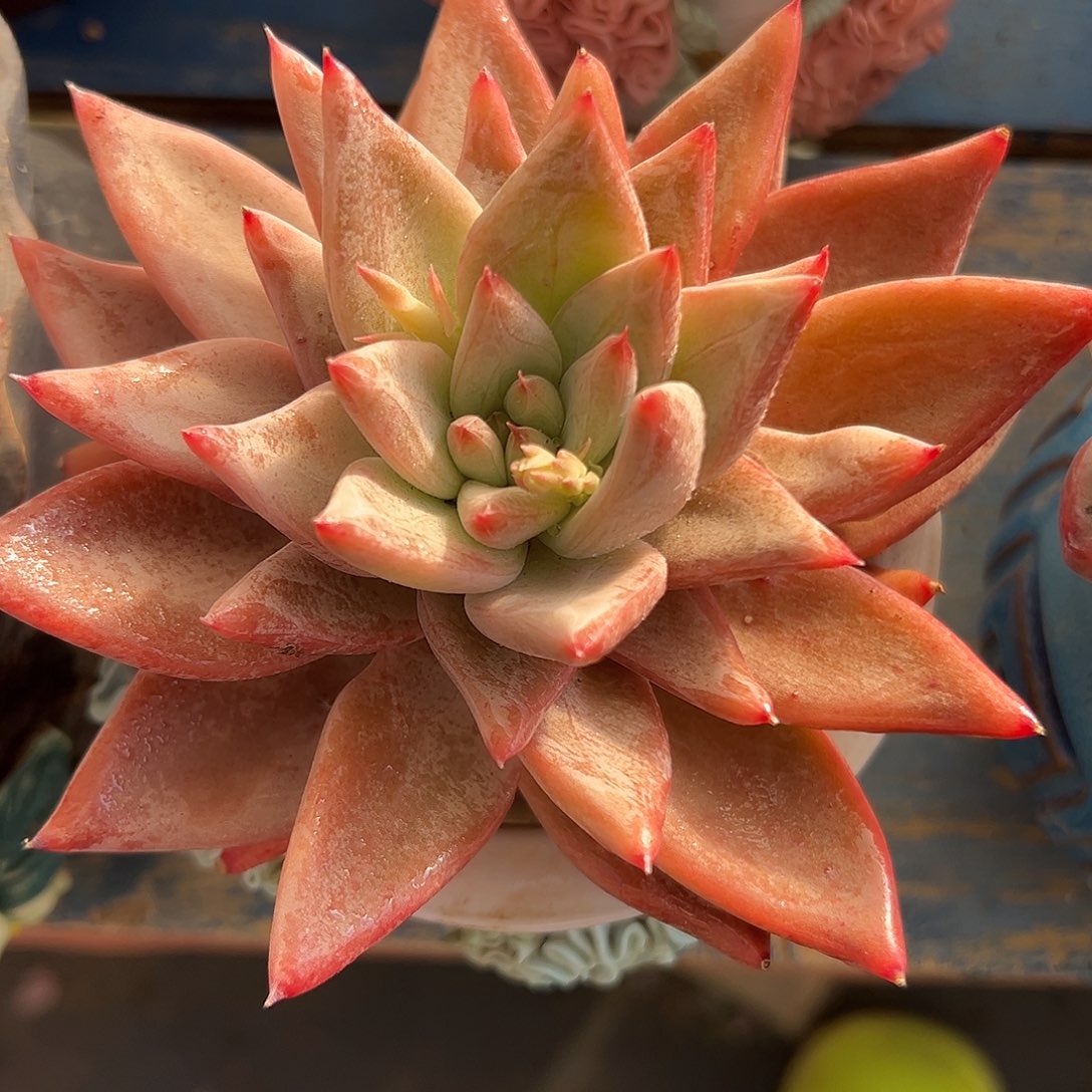 圣徒单头一物一拍