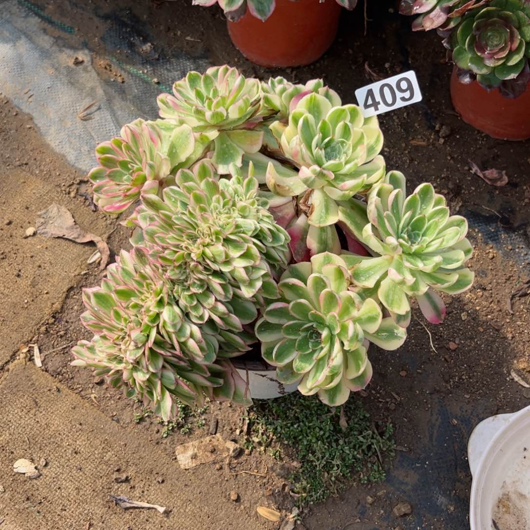 409倾城缀化多肉法师