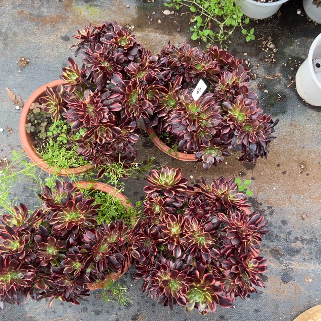 64欧嘉莉缀一15多肉