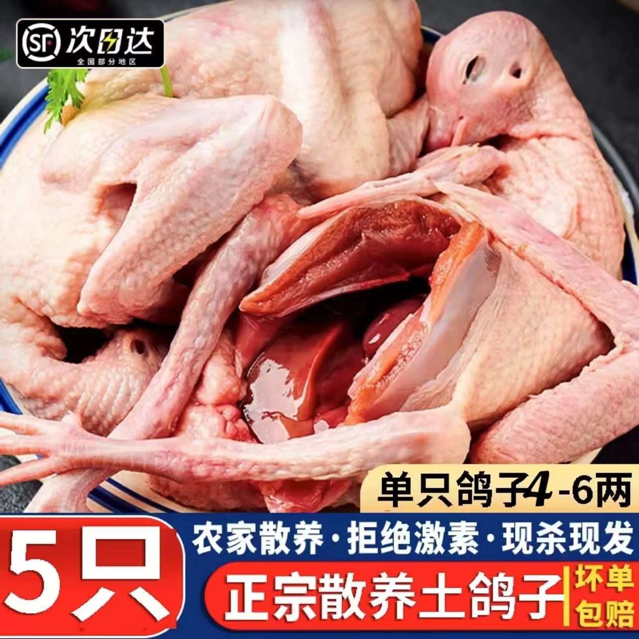 农家散养鸽子到手5只带头带爪
