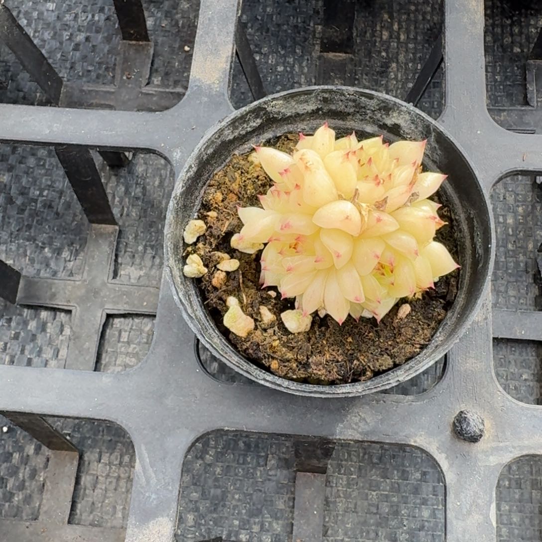 多肉杂交一物一拍24-213