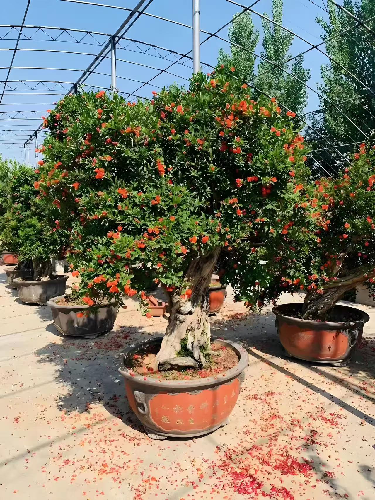 大红袍石榴老桩盆景适合南北方庭院别墅室内外种植