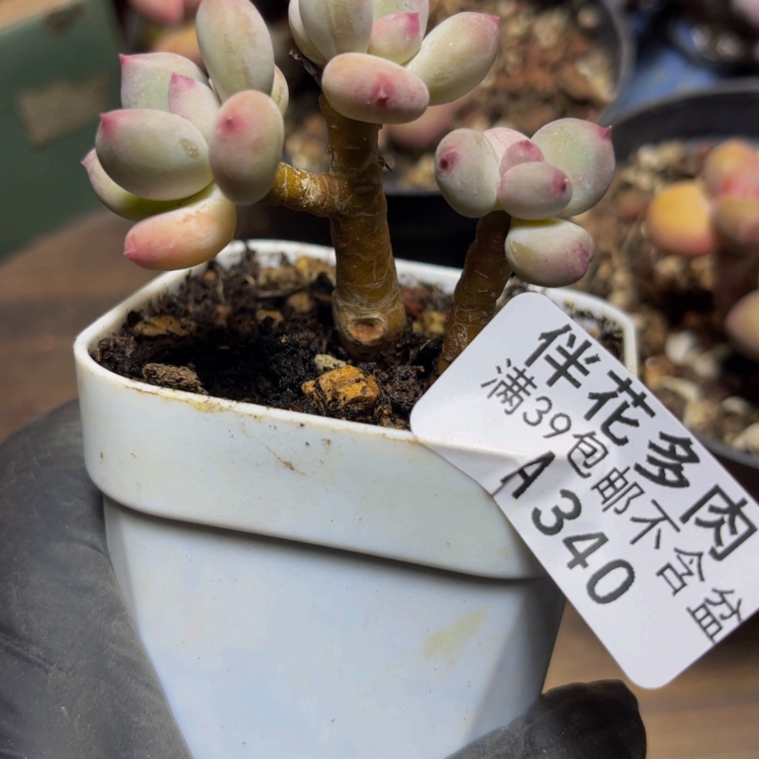 340四代苹果奶6厘米多肉