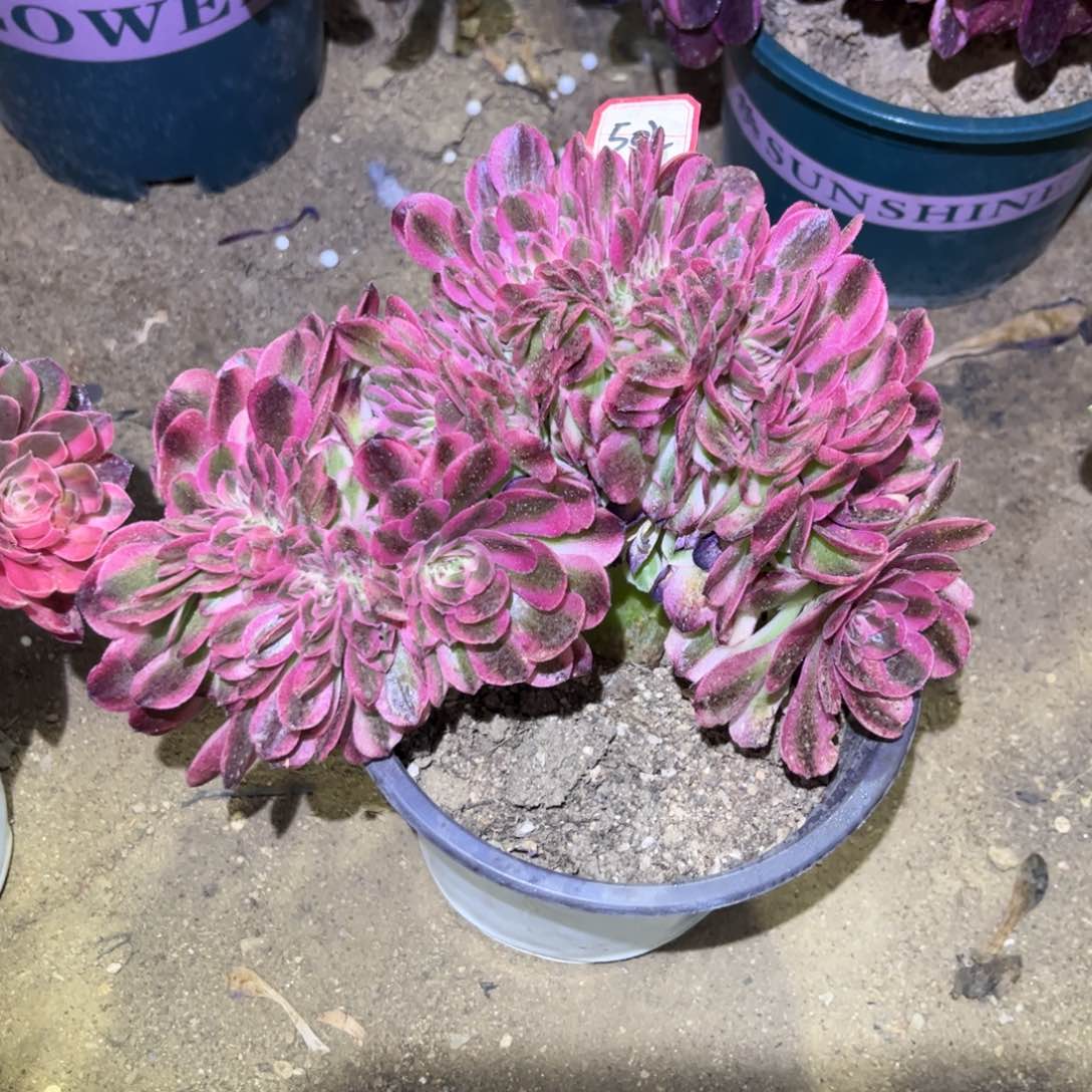 502多肉植物荔枝缀化板子桩